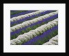 Rows of Lavender With Poppies by Anonymous