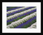 Rows of Lavender With Poppies by Anonymous