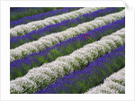 Rows of Lavender With Poppies by Anonymous