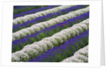 Rows of Lavender With Poppies by Anonymous