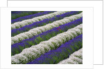 Rows of Lavender With Poppies by Anonymous