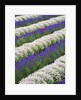 Rows of Lavender With Poppies by Anonymous