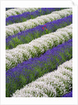 Rows of Lavender With Poppies by Anonymous