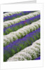 Rows of Lavender With Poppies by Anonymous