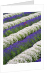Rows of Lavender With Poppies by Anonymous