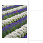 Rows of Lavender With Poppies by Anonymous
