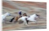 Cowboy at Full Gallop in motion by Anonymous