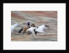 Cowboy at Full Gallop in motion by Anonymous