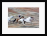 Cowboy at Full Gallop in motion by Anonymous