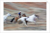 Cowboy at Full Gallop in motion by Anonymous