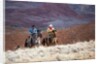 Cowboys at Full Gallop by Anonymous