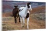Horses at Full Gallop by Anonymous