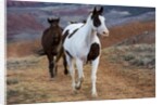 Horses at Full Gallop by Anonymous