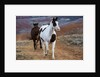 Horses at Full Gallop by Anonymous