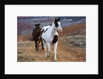 Horses at Full Gallop by Anonymous