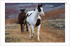 Horses at Full Gallop by Anonymous