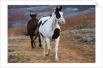 Horses at Full Gallop by Anonymous