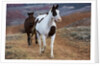Horses at Full Gallop by Anonymous
