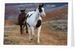 Horses at Full Gallop by Anonymous