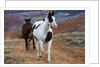 Horses at Full Gallop by Anonymous