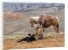 Cowgirl and Her Horse with dog viewing the countryside by Anonymous