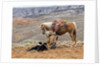 Cowgirl and Her Horse with dog viewing the countryside by Anonymous