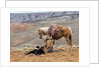 Cowgirl and Her Horse with dog viewing the countryside by Anonymous