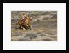 Cowgirl riding at full speed in motion by Anonymous