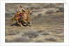Cowgirl riding at full speed in motion by Anonymous