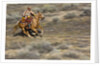 Cowgirl riding at full speed in motion by Anonymous