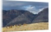 Cowboys and Cowgirls riding along the hills of the Big Horn Mountains by Anonymous