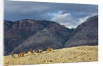 Cowboys and Cowgirls riding along the hills of the Big Horn Mountains by Anonymous