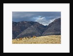 Cowboys and Cowgirls riding along the hills of the Big Horn Mountains by Anonymous