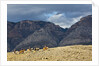 Cowboys and Cowgirls riding along the hills of the Big Horn Mountains by Anonymous