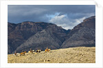 Cowboys and Cowgirls riding along the hills of the Big Horn Mountains by Anonymous