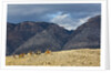 Cowboys and Cowgirls riding along the hills of the Big Horn Mountains by Anonymous