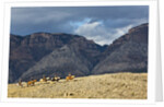 Cowboys and Cowgirls riding along the hills of the Big Horn Mountains by Anonymous