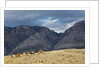 Cowboys and Cowgirls riding along the hills of the Big Horn Mountains by Anonymous