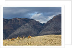 Cowboys and Cowgirls riding along the hills of the Big Horn Mountains by Anonymous