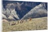 Cowboys and Cowgirls riding along the hills of the Big Horn Mountains by Anonymous