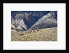 Cowboys and Cowgirls riding along the hills of the Big Horn Mountains by Anonymous