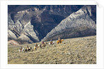 Cowboys and Cowgirls riding along the hills of the Big Horn Mountains by Anonymous