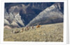 Cowboys and Cowgirls riding along the hills of the Big Horn Mountains by Anonymous