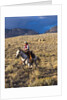 Cowgirl riding at full speed in motion by Anonymous
