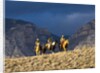Cowboys and Cowgirls riding along the hills of the Big Horn Mountains by Anonymous