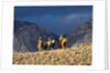 Cowboys and Cowgirls riding along the hills of the Big Horn Mountains by Anonymous