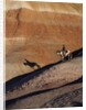 Rider with Shadow coming down Hill in Painted Desert by Anonymous