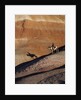 Rider with Shadow coming down Hill in Painted Desert by Anonymous