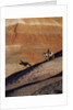 Rider with Shadow coming down Hill in Painted Desert by Anonymous