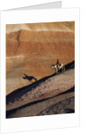 Rider with Shadow coming down Hill in Painted Desert by Anonymous